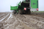 Agroborków - onions, cucumbers, carrots, red beets, celery, green peas and white cabbage