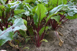 Agroborków - warzywa - burak czerwony