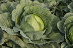 Agroborków - warzywa - kapusta biała