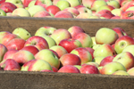 Agroborków - jabłka przemysłowe